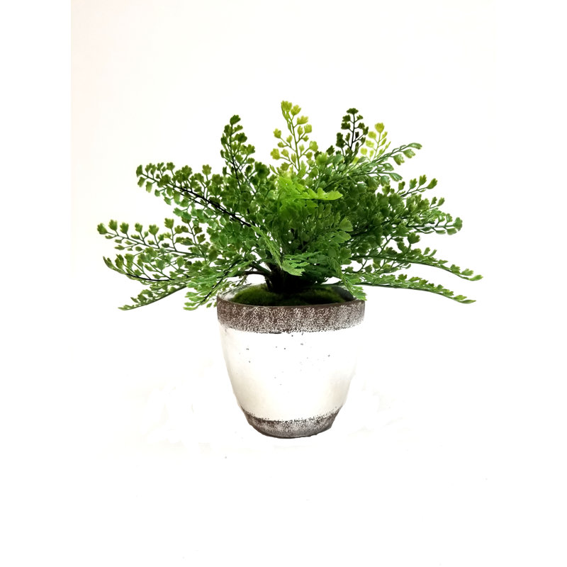 August Grove® Faux Maidenhair Fern Desk Top Plant in Pot & Reviews